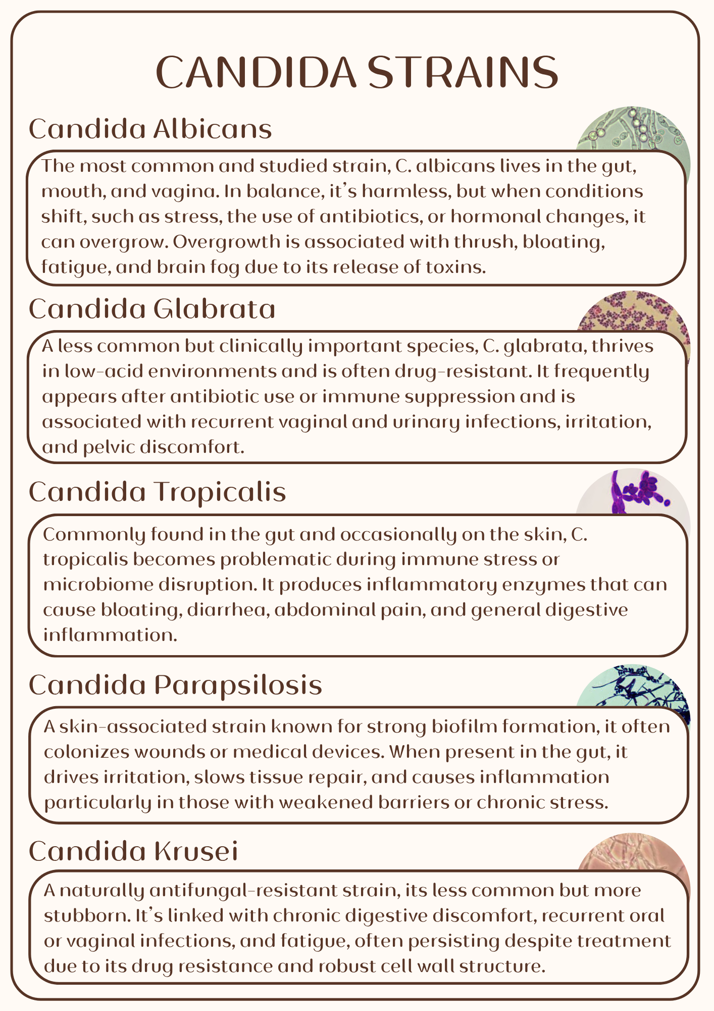 Clear Candida Ebook