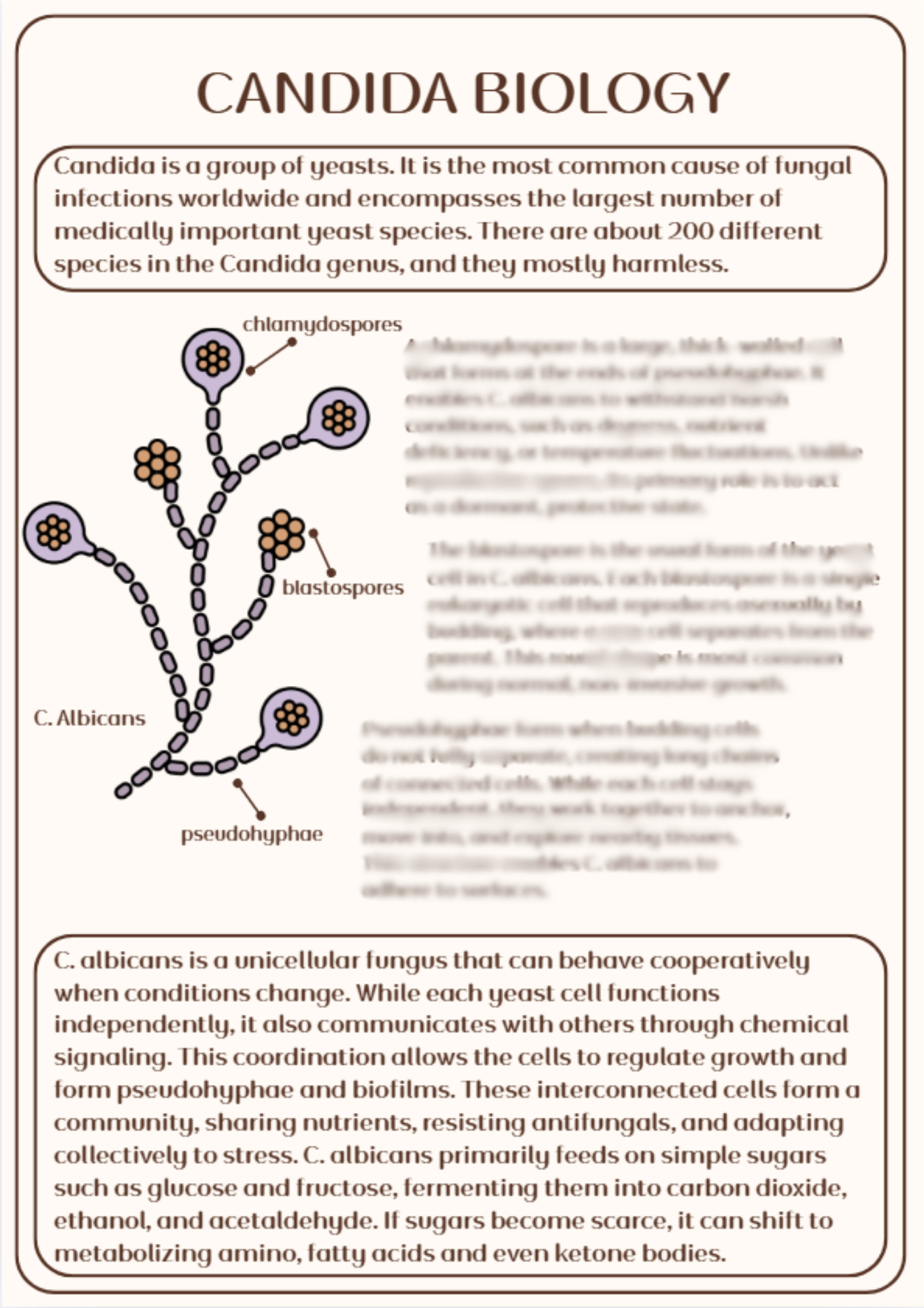 Clear Candida Ebook