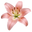 Arc Woman logo