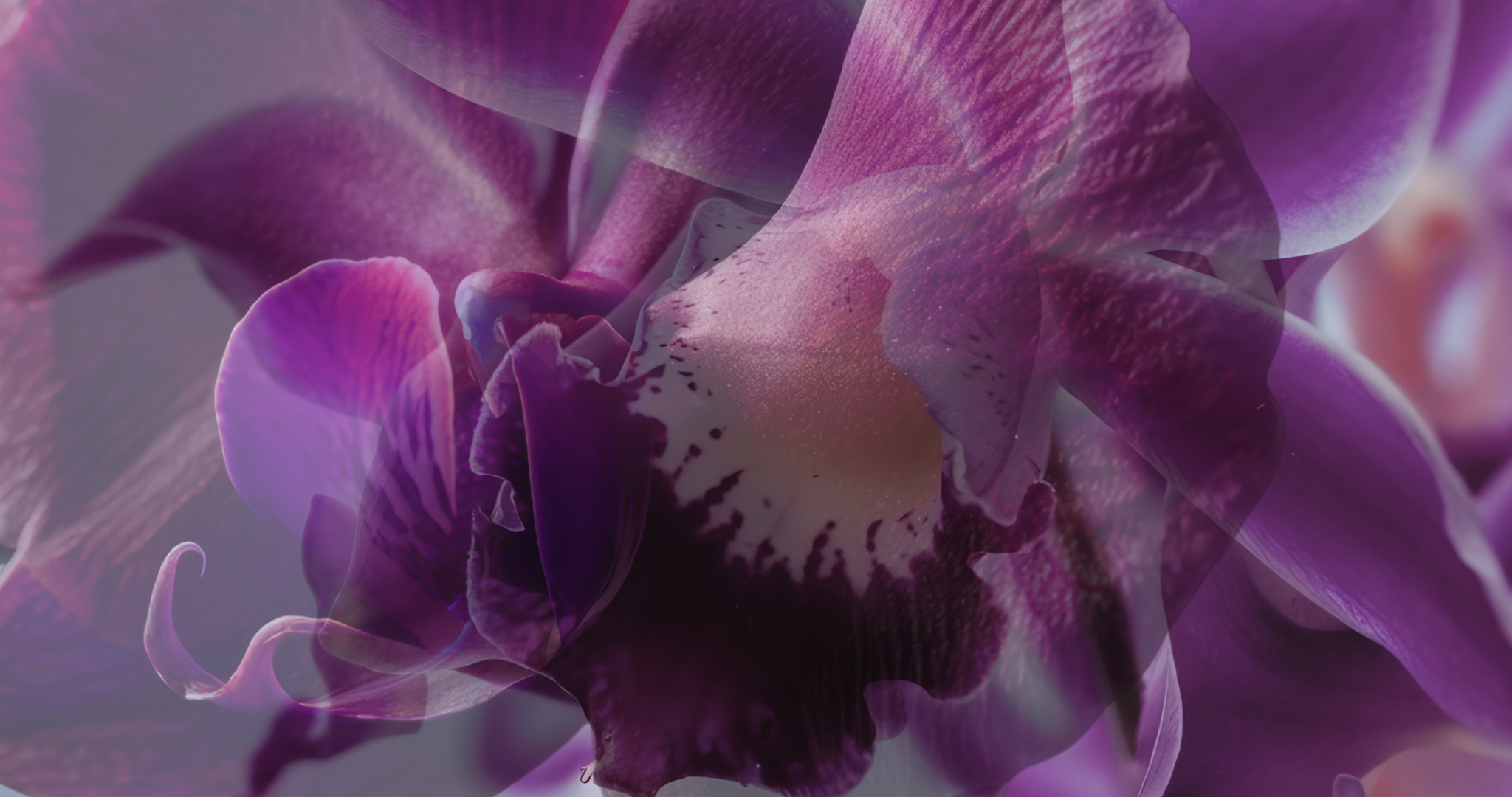 desktop_collection_image_fc43c325-c669-478d-9198-bdaad4782b16.png