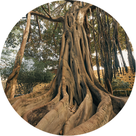 tree.png